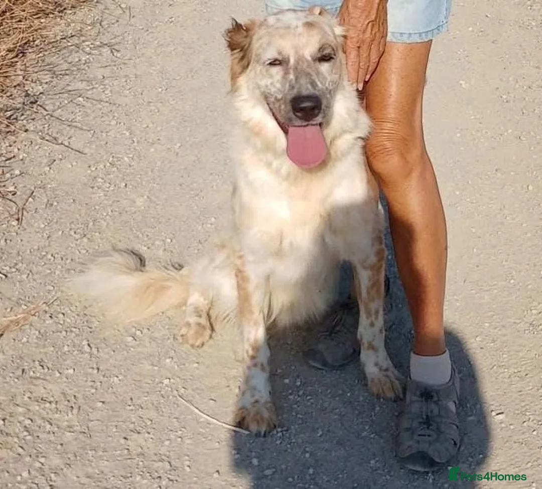 English Setter dogs for adoption: Kinali in Staines - Advert 2