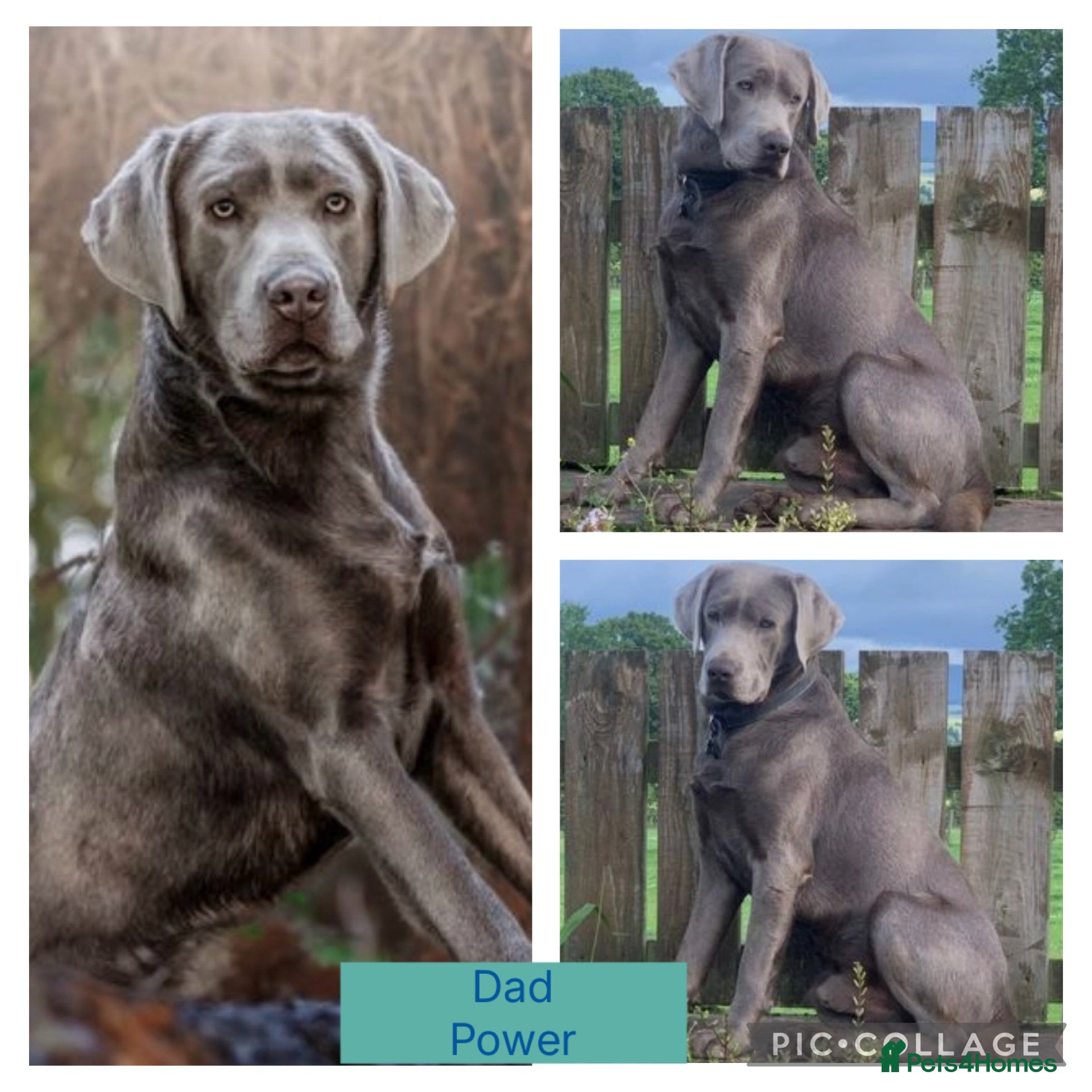 Labrador Retriever dogs for sale: 🌸Extensively health tested KC silver Labrador’s🌸 - Advert 2