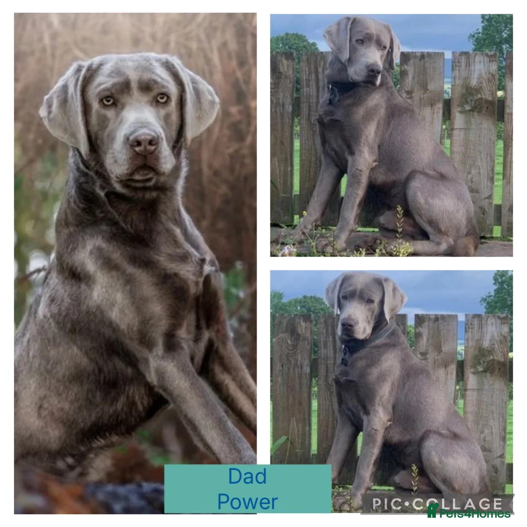 Labrador Retriever dogs for sale: 🌸Extensively health tested KC silver Labrador’s🌸 - Advert 2
