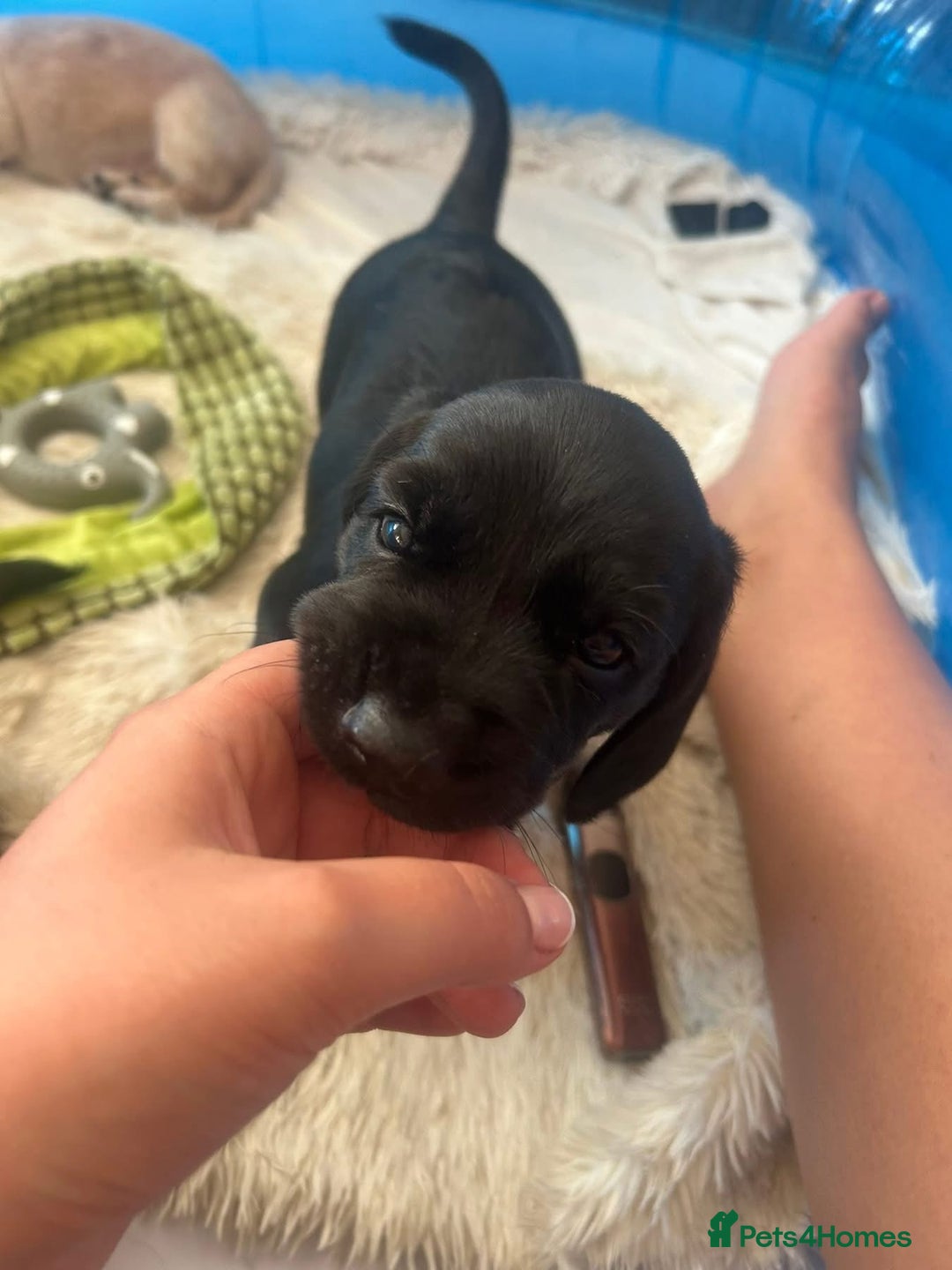 Mixed Breed dogs for sale: Bassett hound - Image 4
