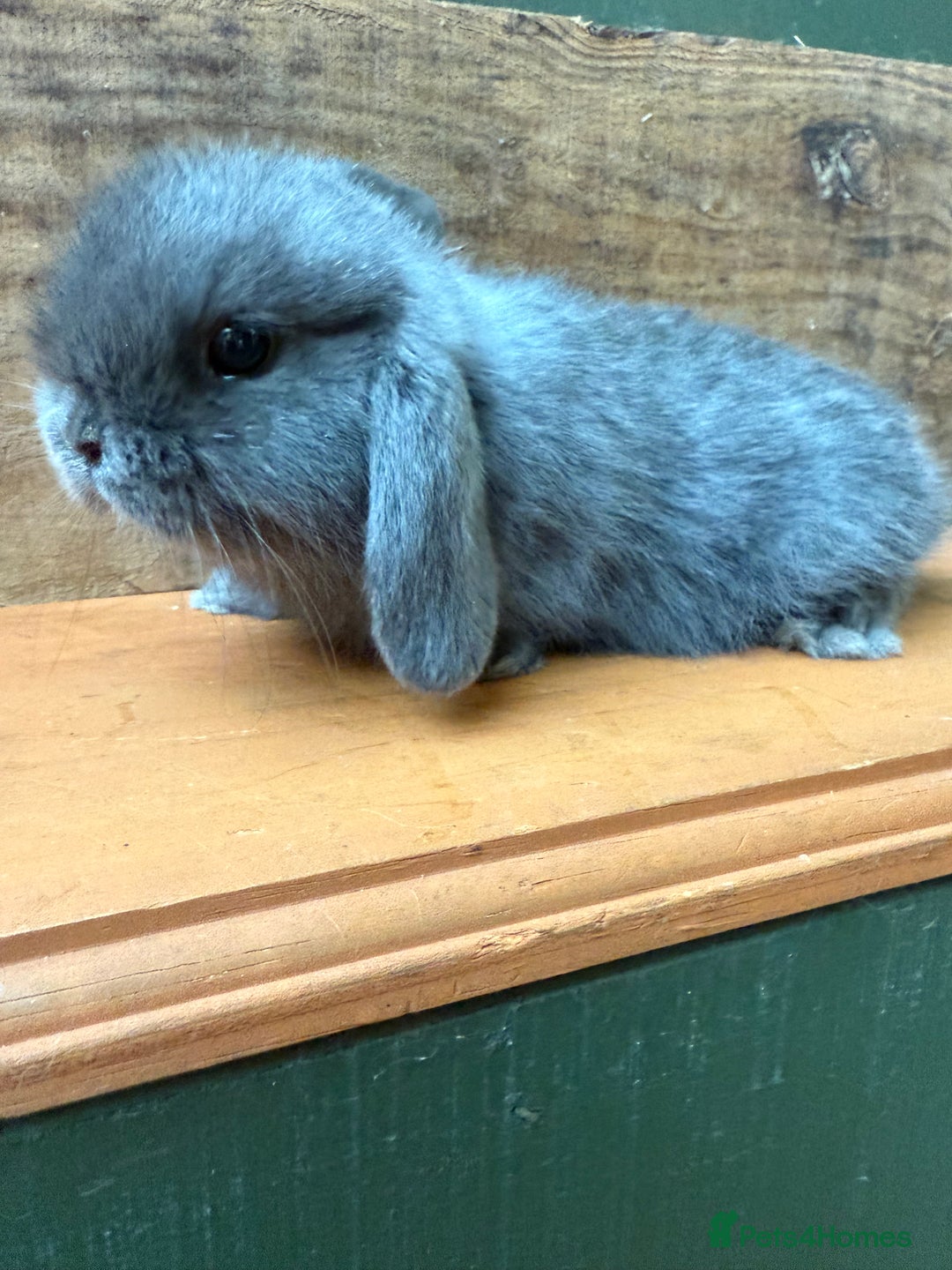 Mini Lop rabbits for sale: MINI LOP BUNNIES PEDIGREE  - Image 35