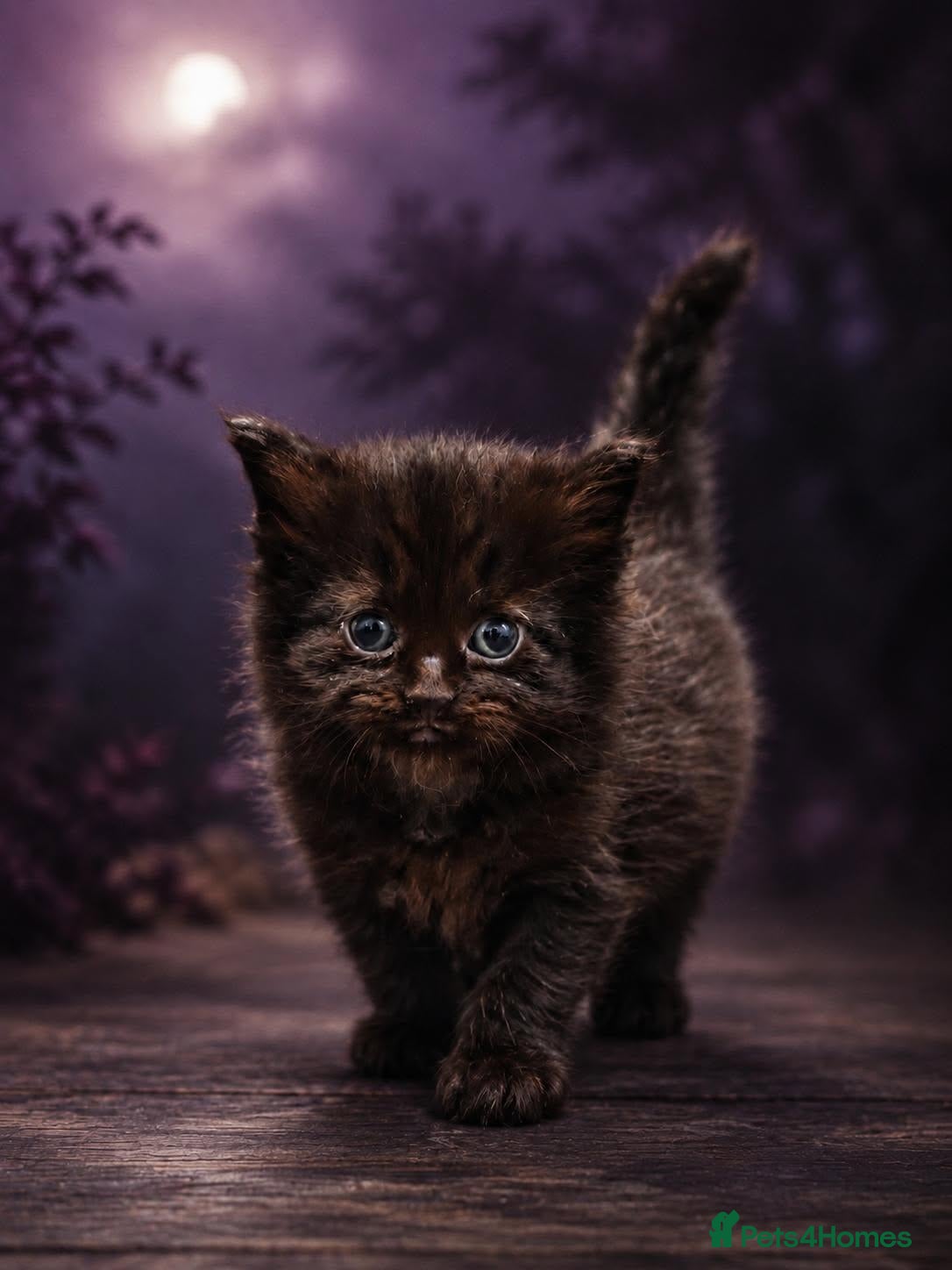 Siberian cats TICA Registered Pedigree Siberian kittens - Advert 1