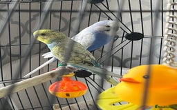 Budgerigars birds for sale: Two beautiful coloured budgies plus cage  - Image 2