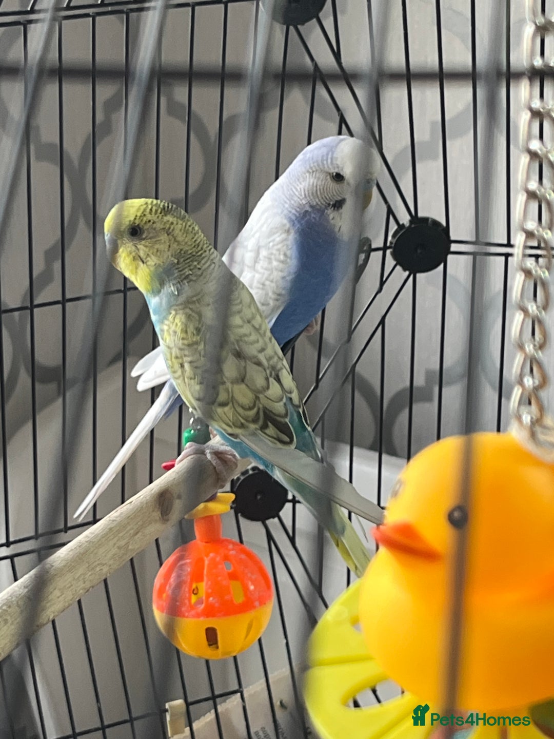 Budgerigars birds for sale: Two beautiful coloured budgies plus cage  - Image 2
