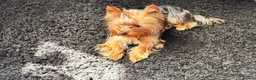 Yorkshire Terrier dogs for stud: Rico  - Advert 3