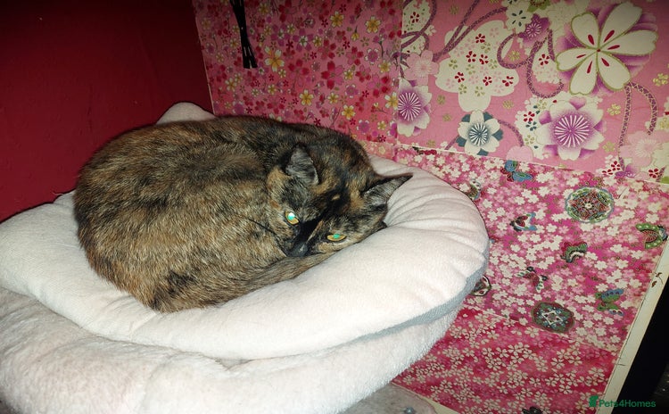 Mixed Breed cats Free to good home 4 year old female cat - Advert 1