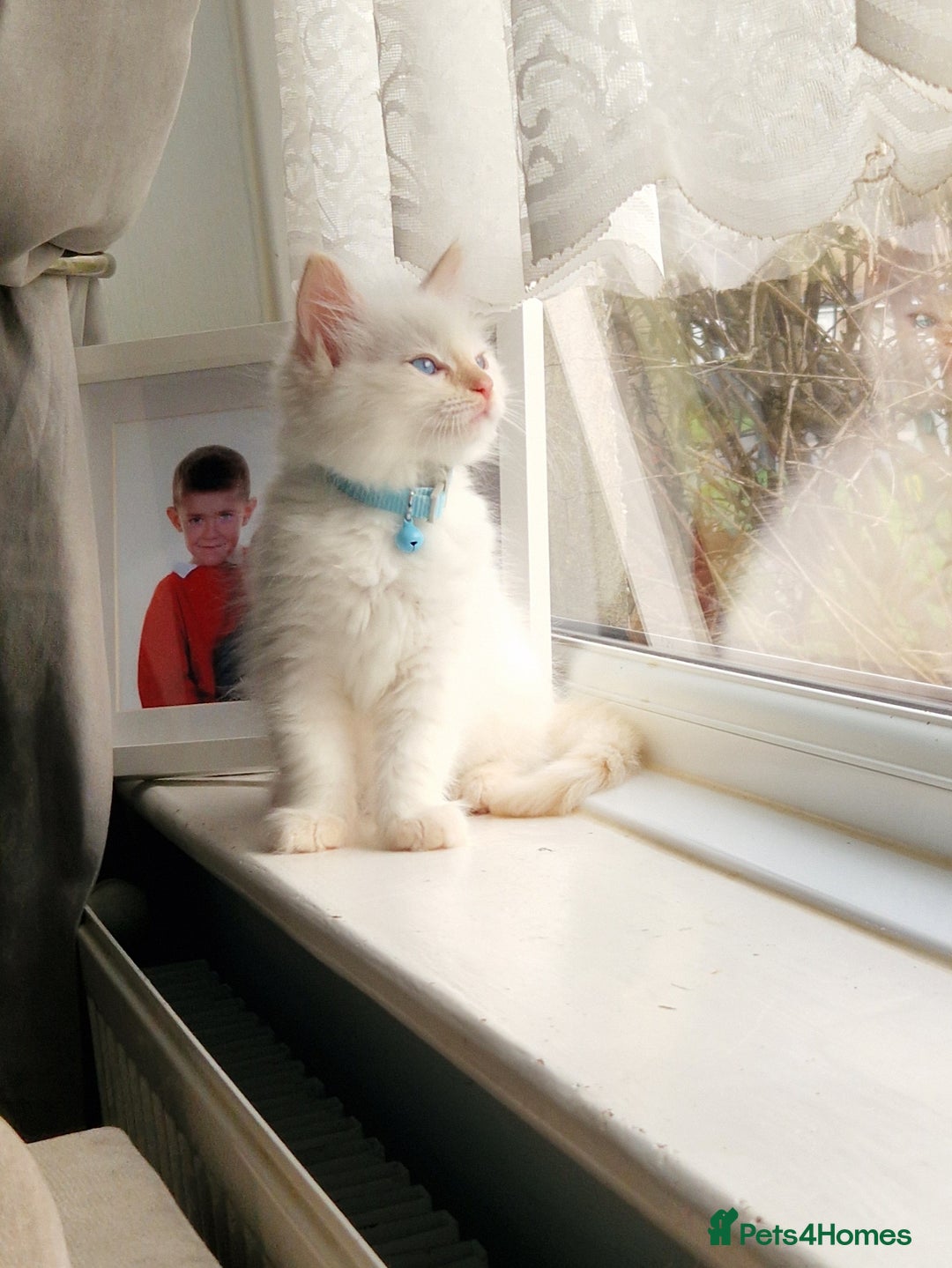 Ragdoll cats for sale: Beautiful Ragdoll Kitten  - Image 14