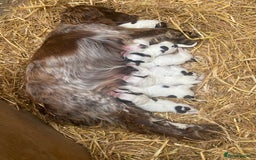 Cocker Spaniel dogs for sale: Last boy left!! - Image 5