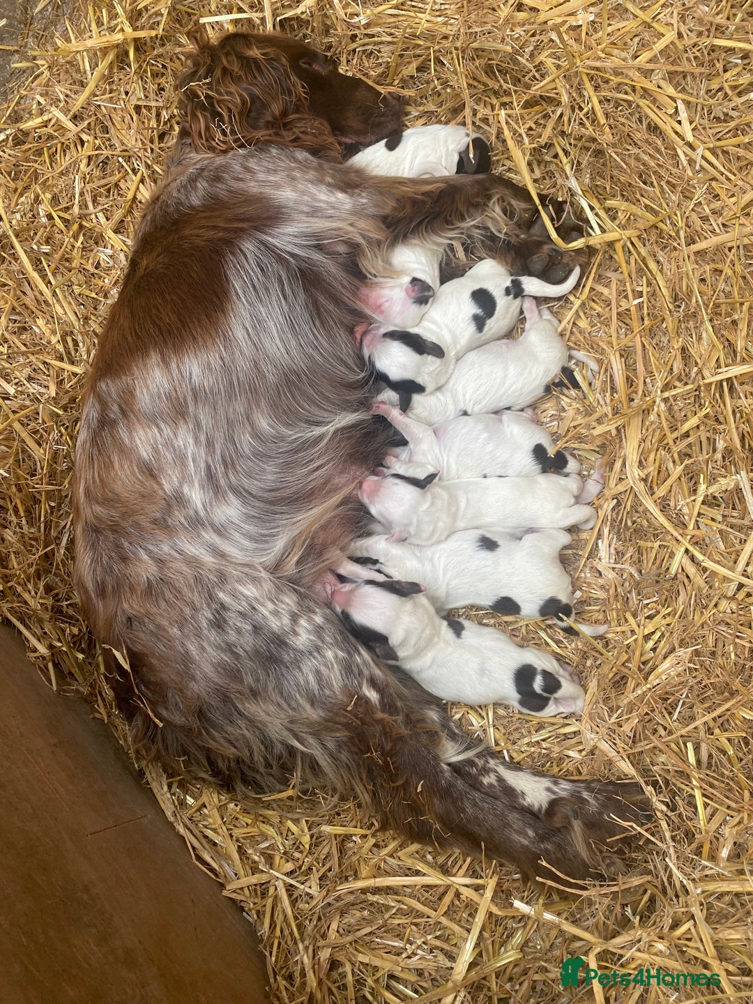 Cocker Spaniel dogs for sale: Last boy left!! - Image 5