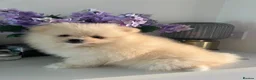Pomeranian dogs for sale: Small Beautiful Pomeranian Boy  - Advert 12