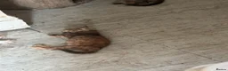 Domestic Shorthair cats for sale: Kittens  - Advert 8