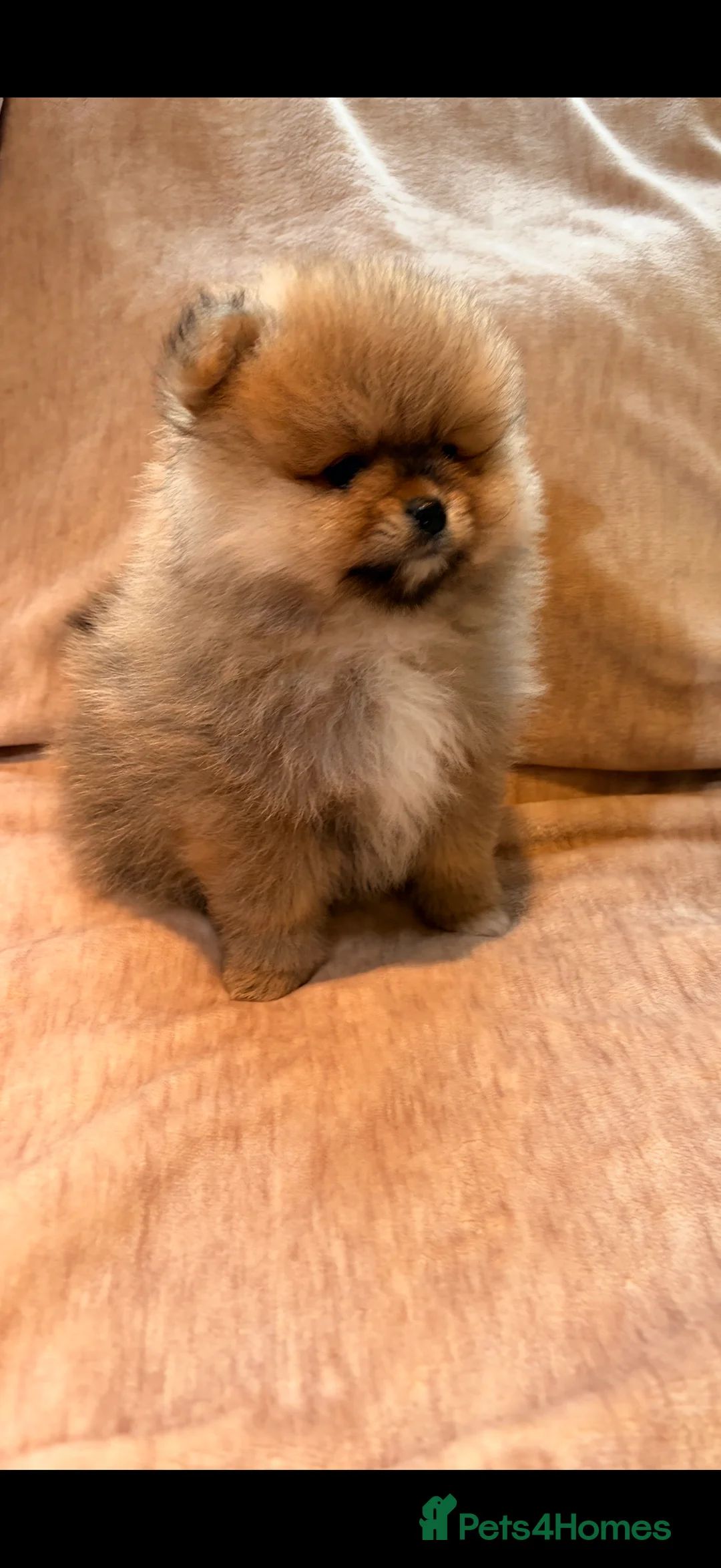Pomeranian dogs for sale: Beautiful Pomeranian babies - Advert 9