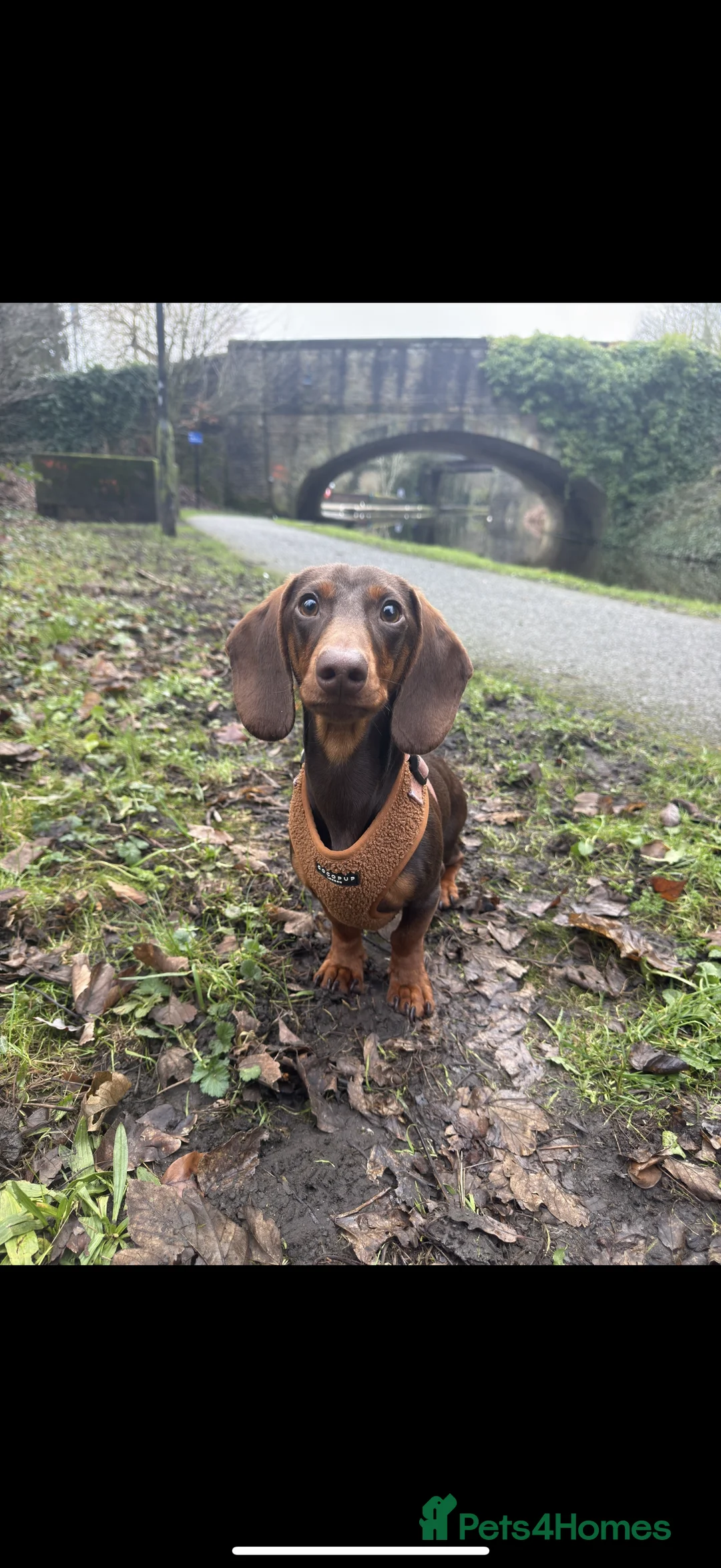 Miniature Dachshund dogs for sale: Frank - Advert 2