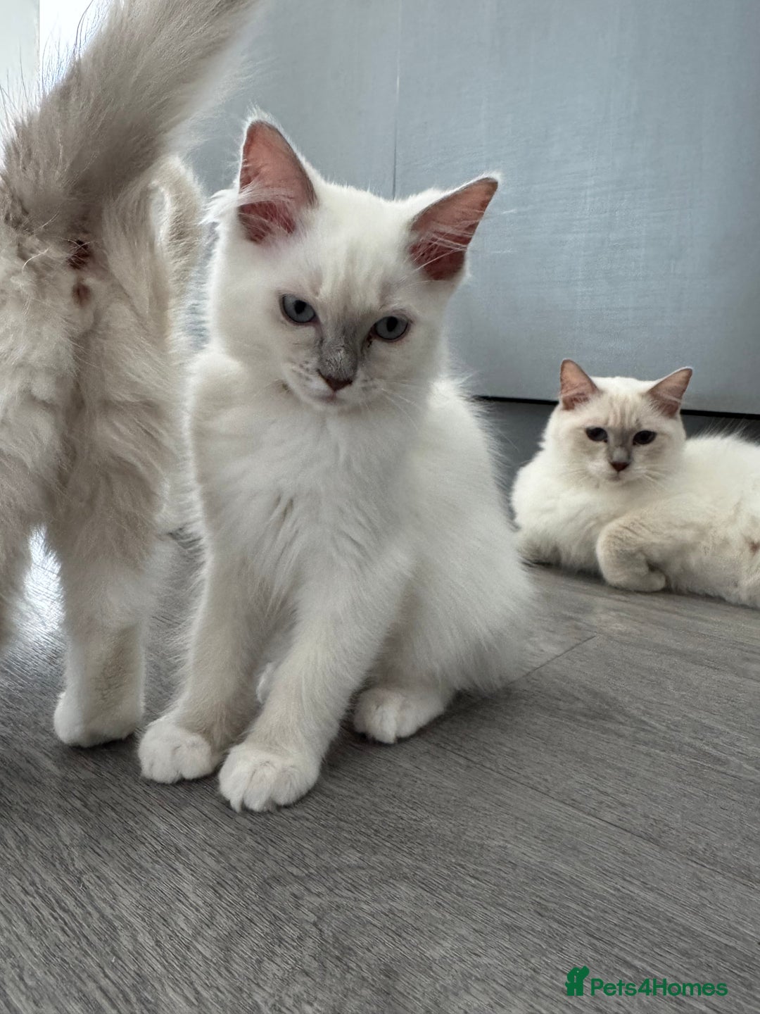 Ragdoll cats for sale: GCCF Lilac Ragdoll Kitten 1 remaining - Reduced in Bishop Auckland - Image 6