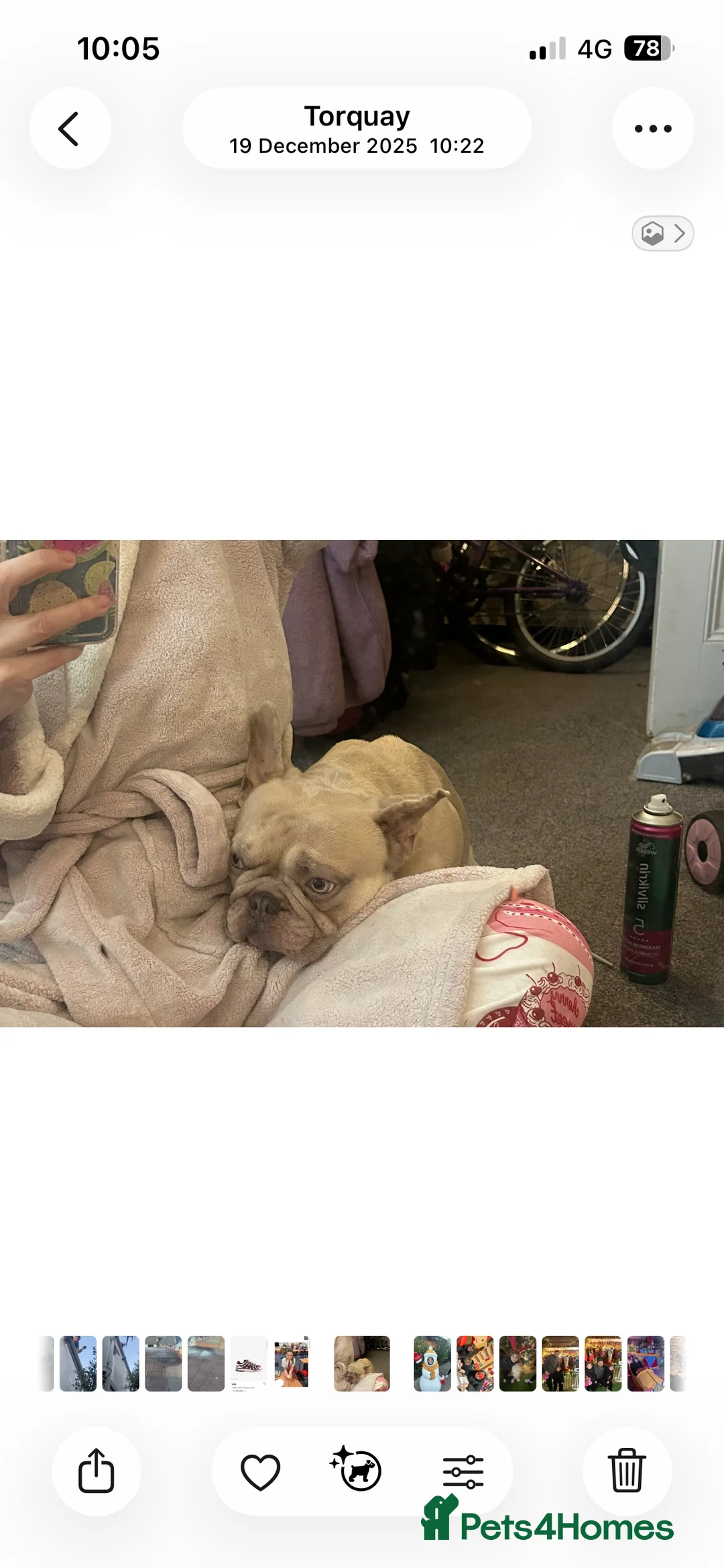 French Bulldog dogs for sale: 4 year old French bulldog - Advert 2