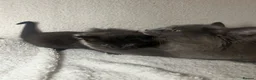 Maine Coon cats for sale: Maine coon mix kittens in Southport - Advert 10