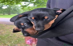 Miniature Dachshund dogs for sale: Adorable Dachshund Puppies for Sale! - Image 4