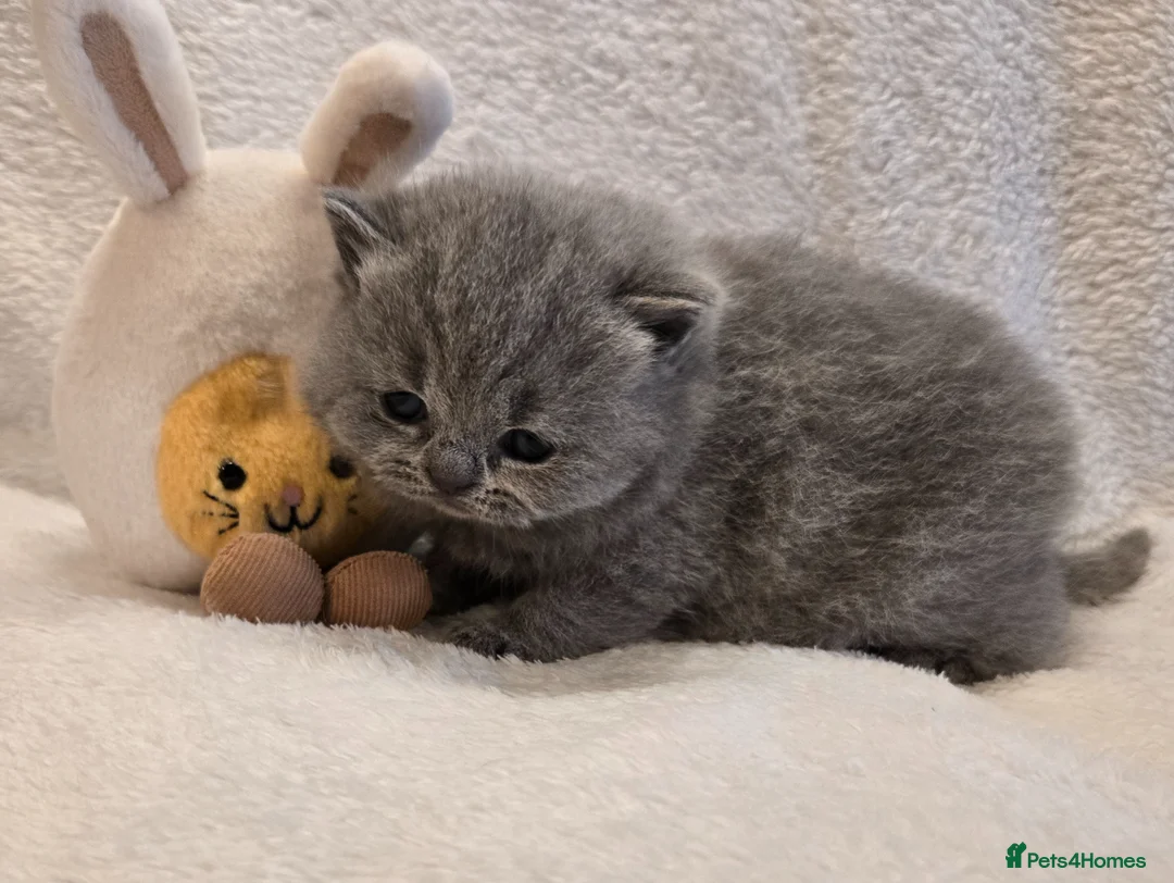 British Shorthair cats for sale: Champion sired GCCF reg British Shorthair kittens - Advert 10