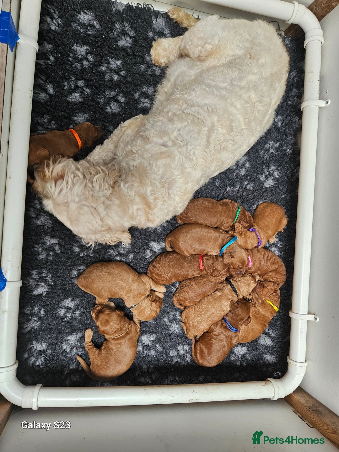 Mixed Breed dogs for sale: FULLY HEALTH TESTED FOX RED MINIATURE COCKAPOOS  - Image 24