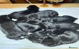 Labrador Retriever dogs for sale: Beautiful kennel club pups with impressive lines - Image 6