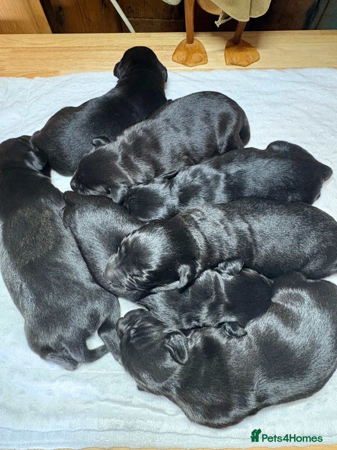 Labrador Retriever dogs for sale: Beautiful kennel club pups with impressive lines - Image 6