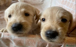 Labradoodle dogs for sale: 2 labradoodle puppies  - Image 1