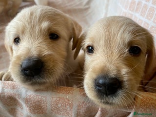 Labradoodle dogs - Advert 1