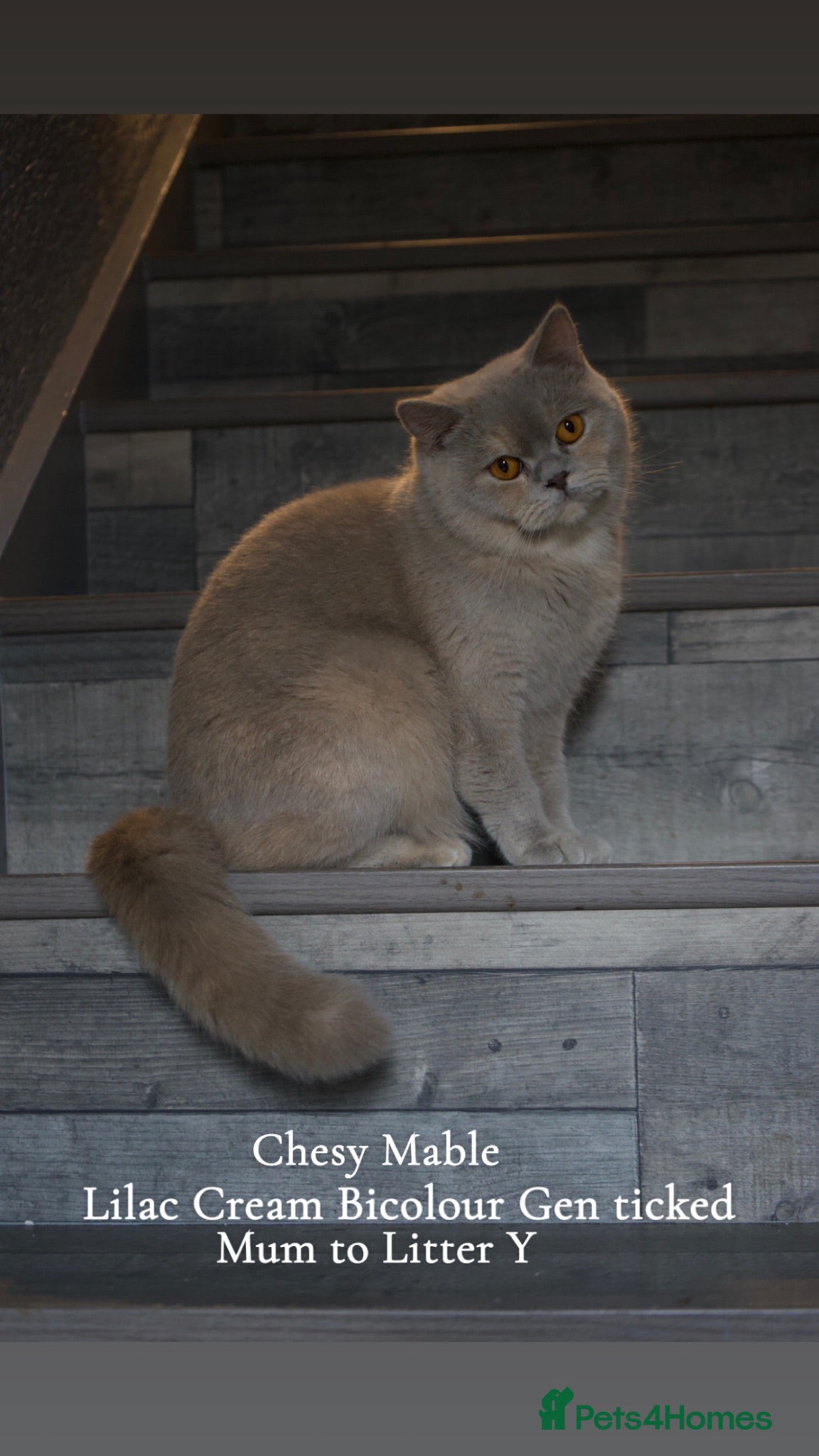 British Shorthair cats TICA British Shorthair & Longhair Kittens  - Advert 2