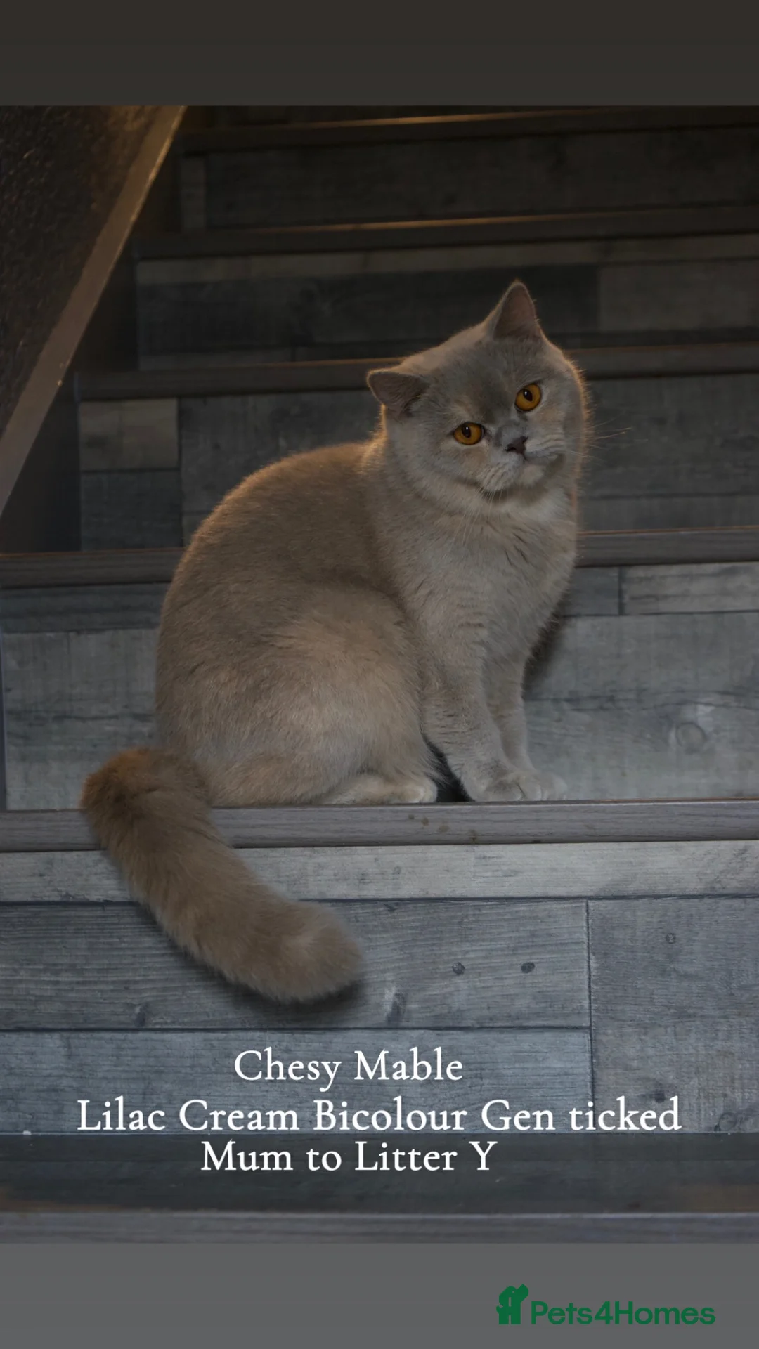 British Shorthair cats for sale: TICA British Shorthair & Longhair Kittens  - Advert 2