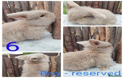 Mini Lop rabbits for sale: Mini lop and mini lop lion head   - Image 12