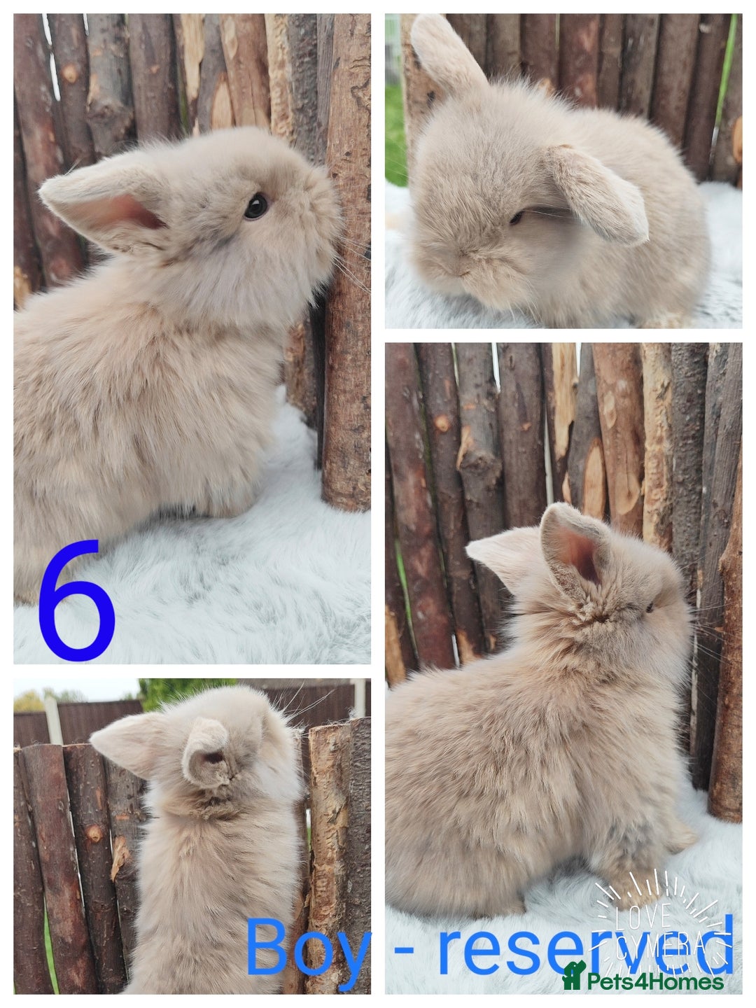 Mini Lop rabbits for sale: Mini lop and mini lop lion head   - Image 12