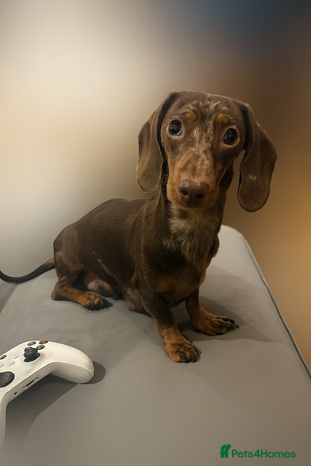 Miniature Dachshund dogs for sale: ✨ Miniature Dachshund Puppies ✨ - Advert 16