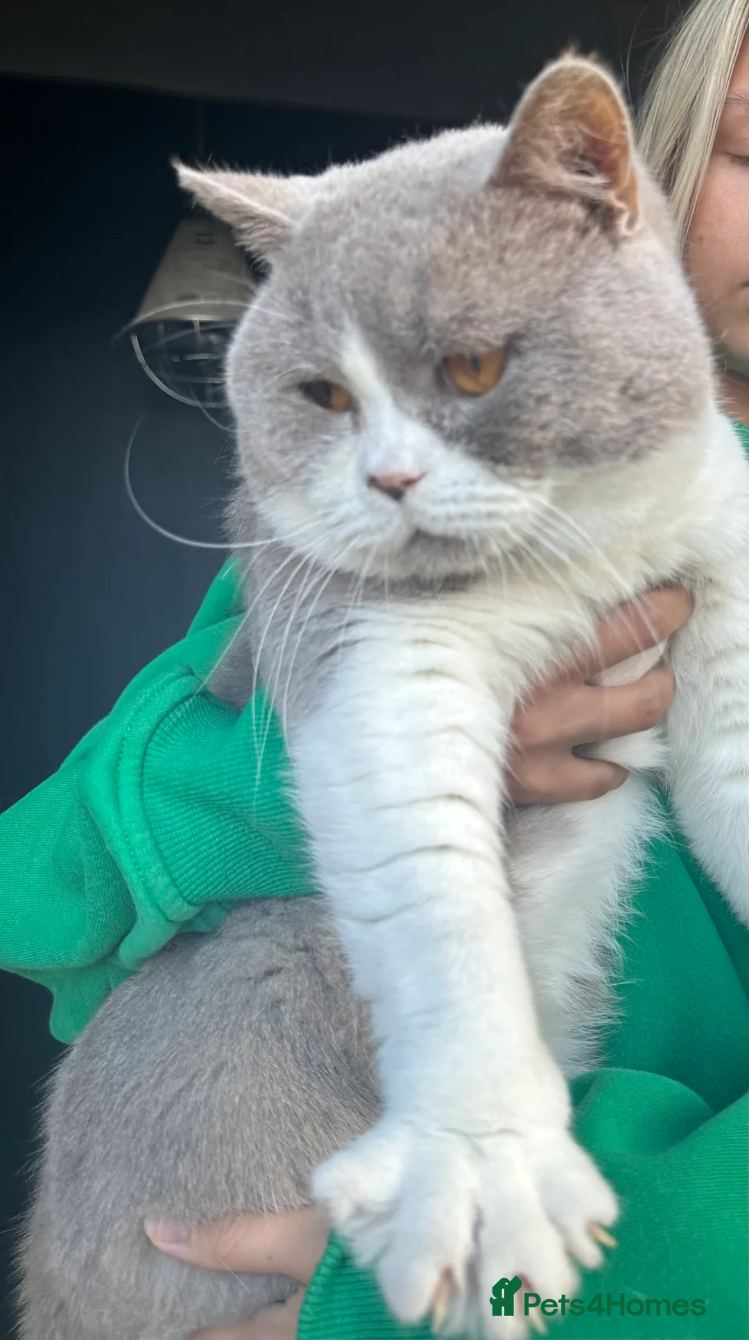 British Shorthair cats for stud: Stunning BSH lilac bi colour boy in Swansea - Advert 4