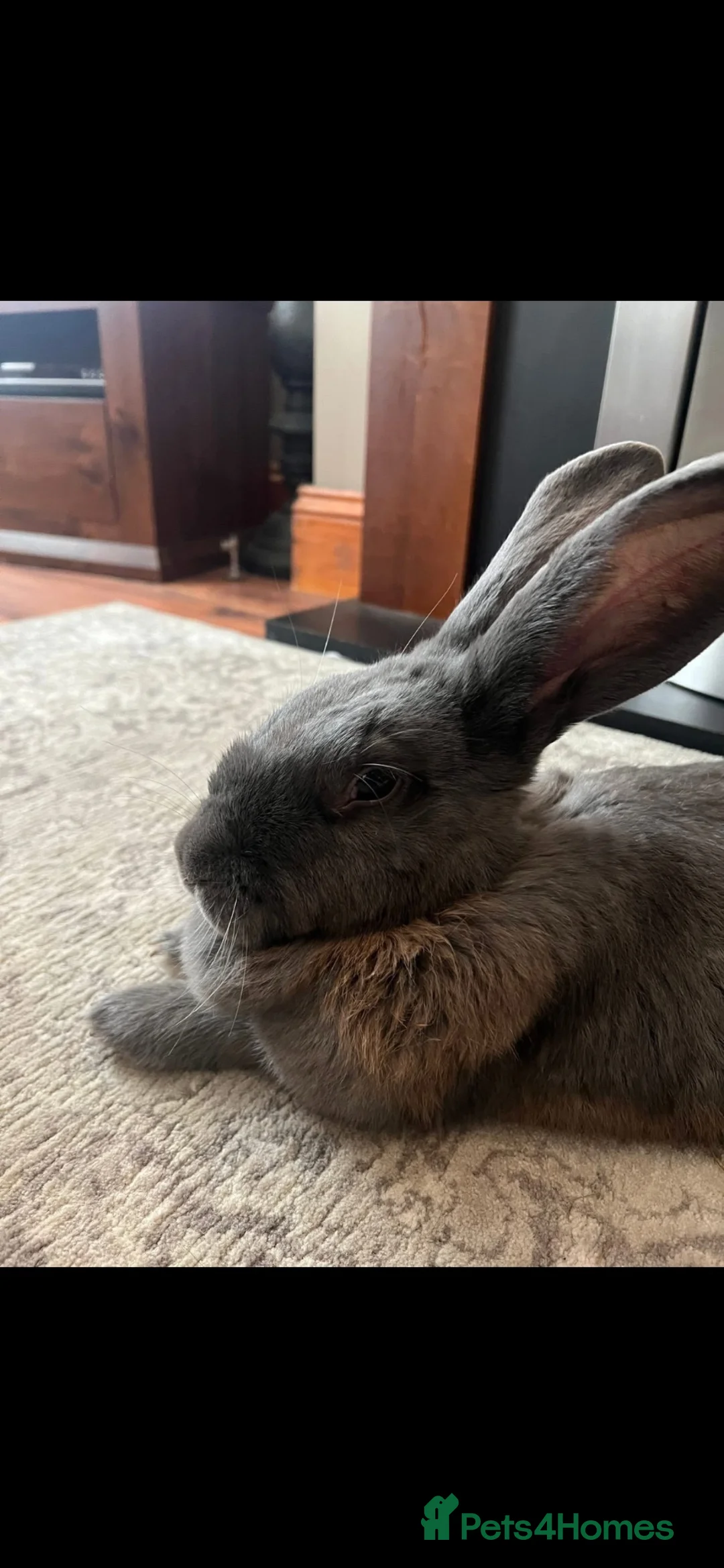 English rabbits for sale: Large rabbit  in Durham - Advert 3