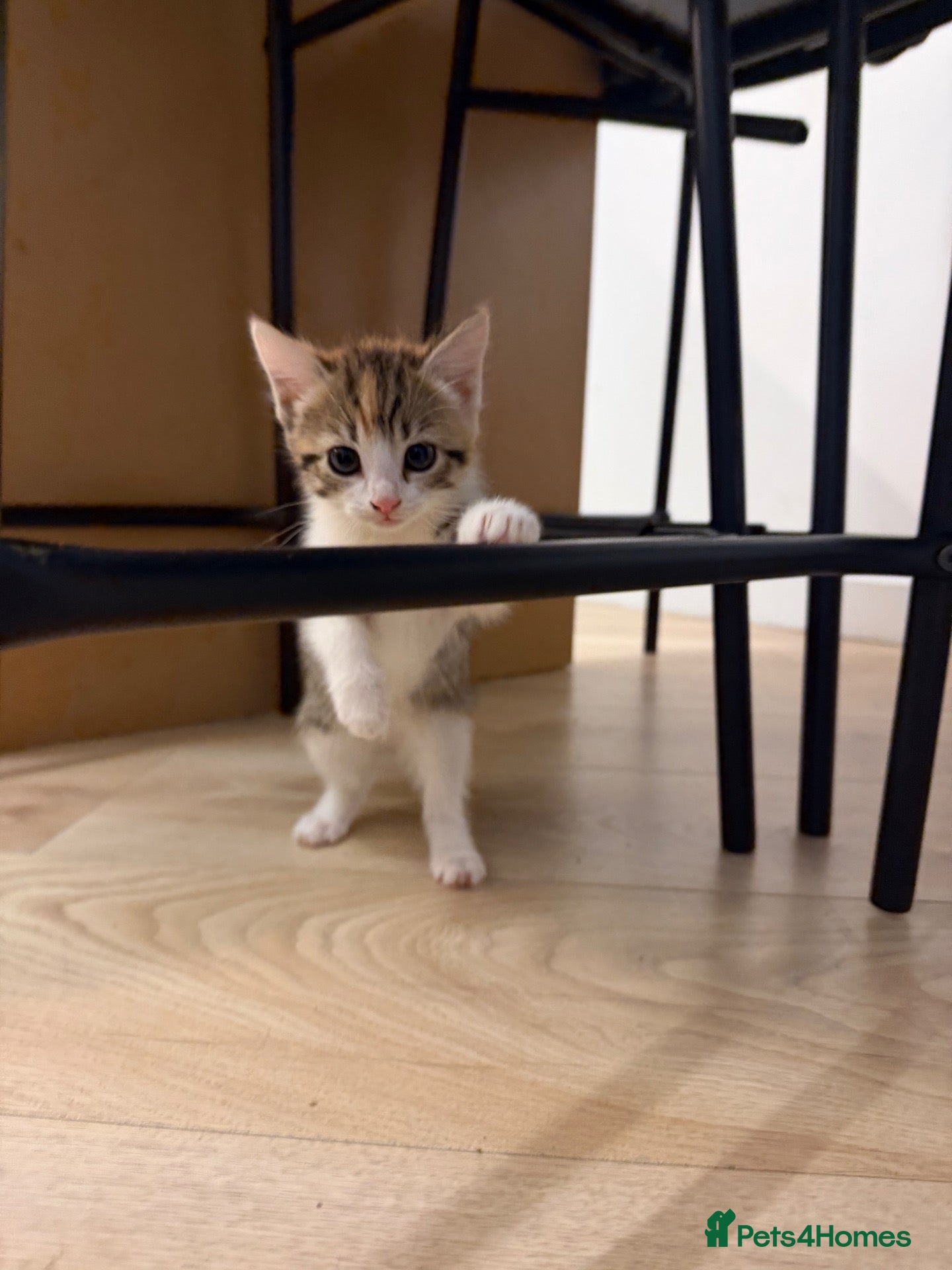 Mixed Breed cats for sale: Kittens ready now  - Advert 21