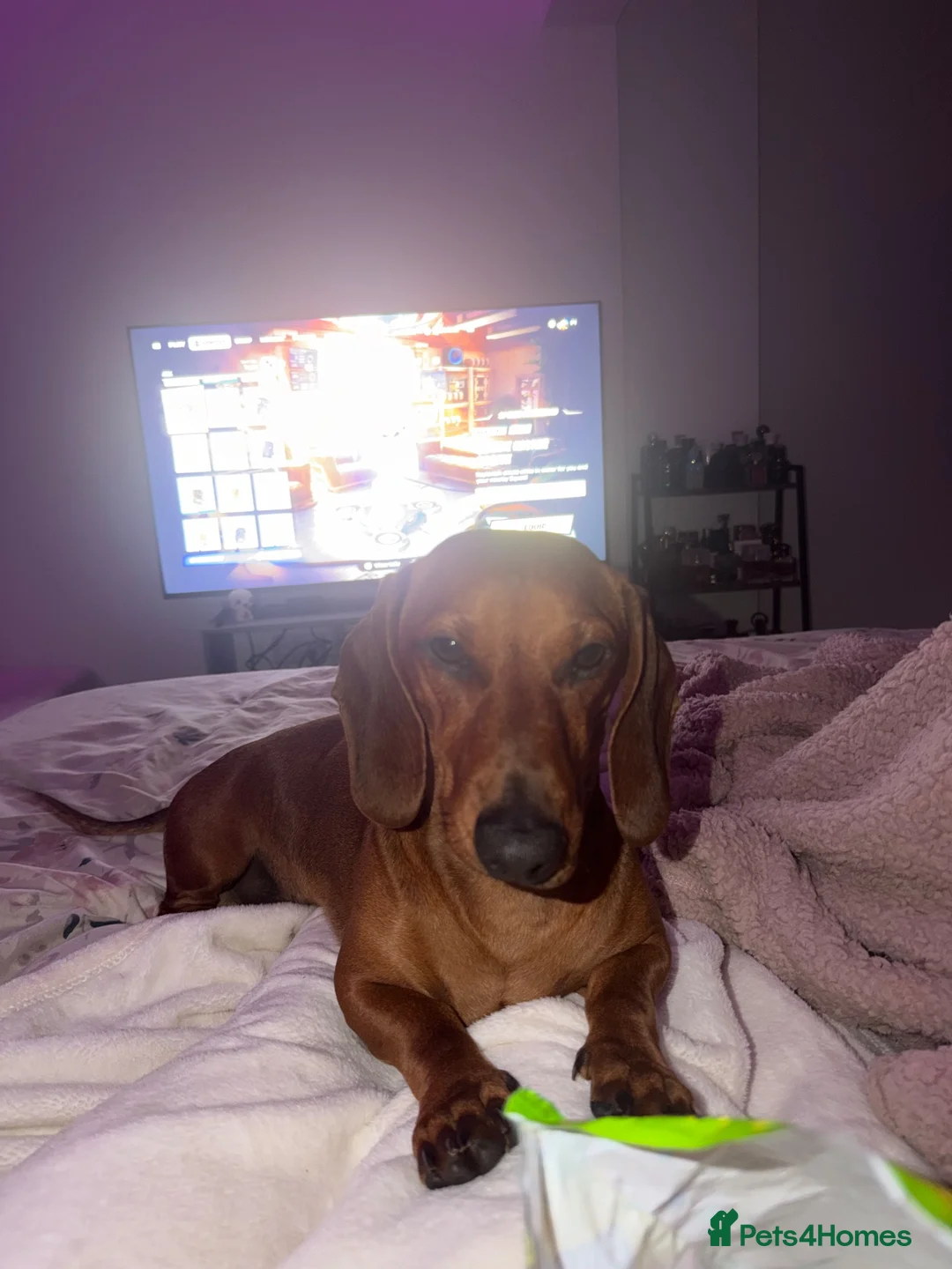 Dachshund dogs for sale: Dachshund for sale in Brandon - Advert 5