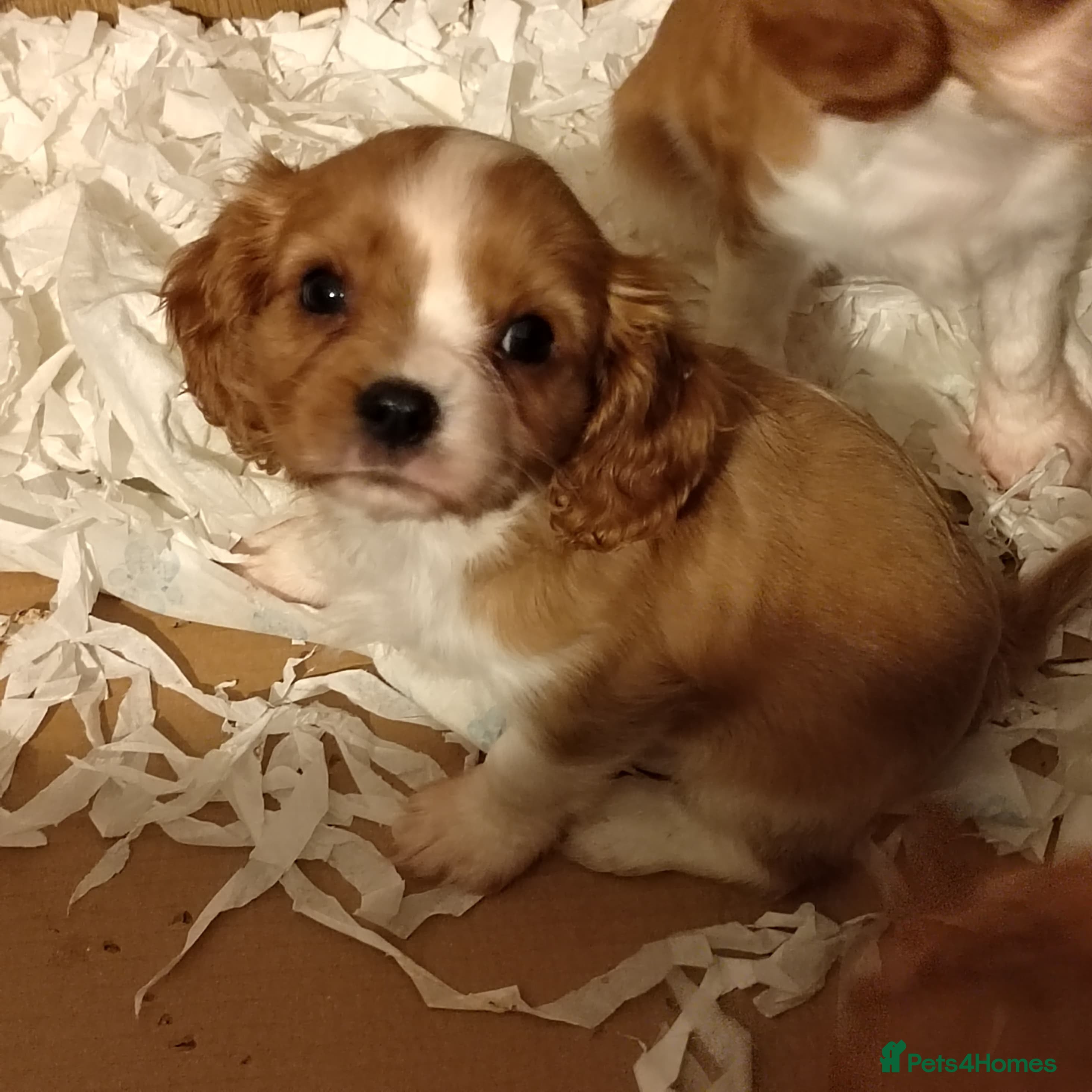Cavalier King Charles Spaniel dogs Solid ruby and blem cavalier puppies - Advert 18
