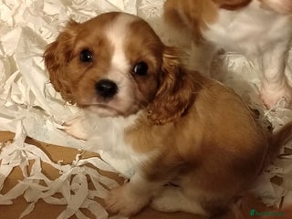Cavalier King Charles Spaniel dogs Solid ruby and blem cavalier puppies - Advert 18