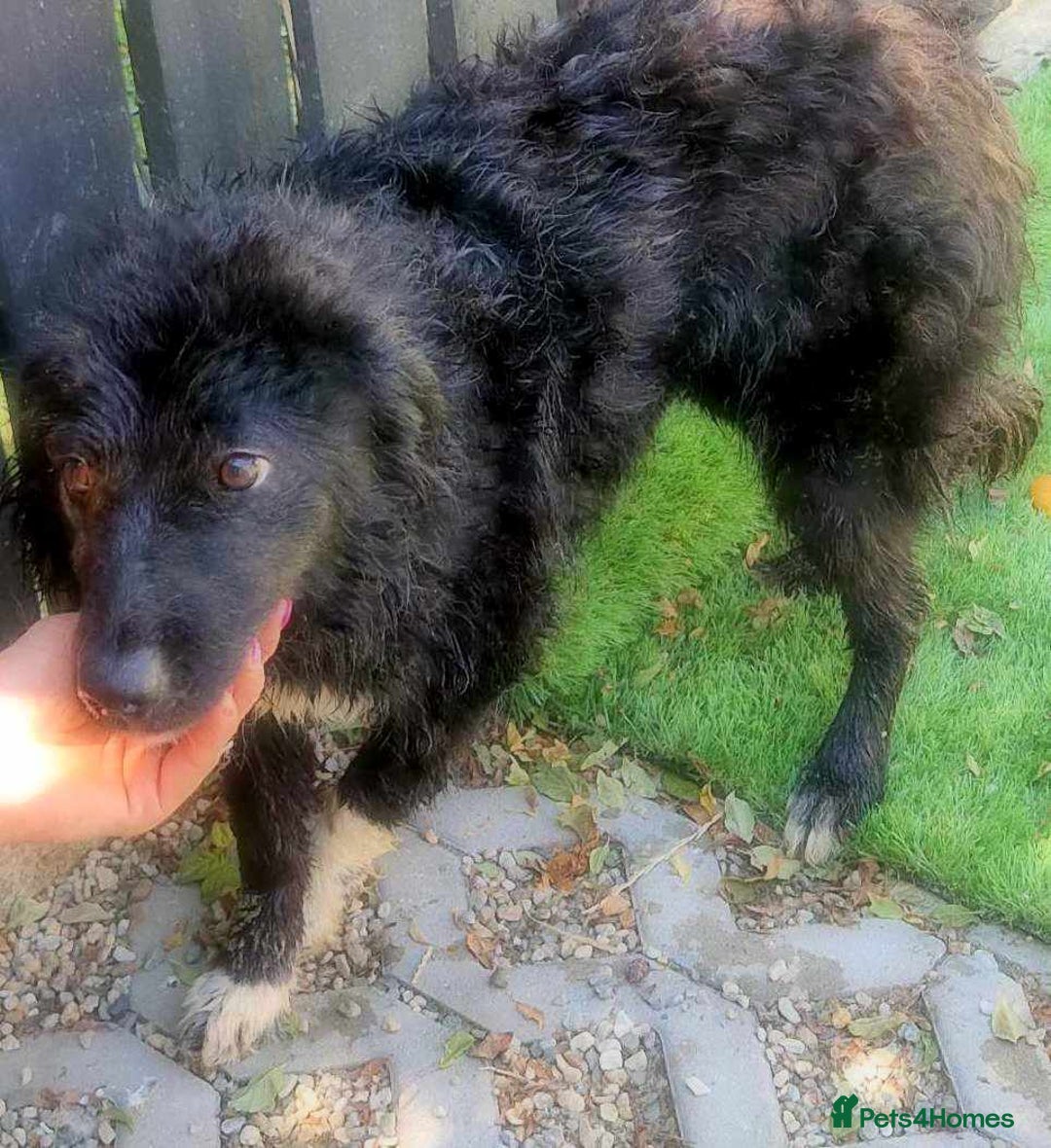 Mixed Breed dogs for adoption: 💕 Daisy & Monty – two hearts, one home 💕 - Image 7