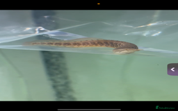 Other/Mixed Breed fish for sale: juvenile tire track eel - Image 2