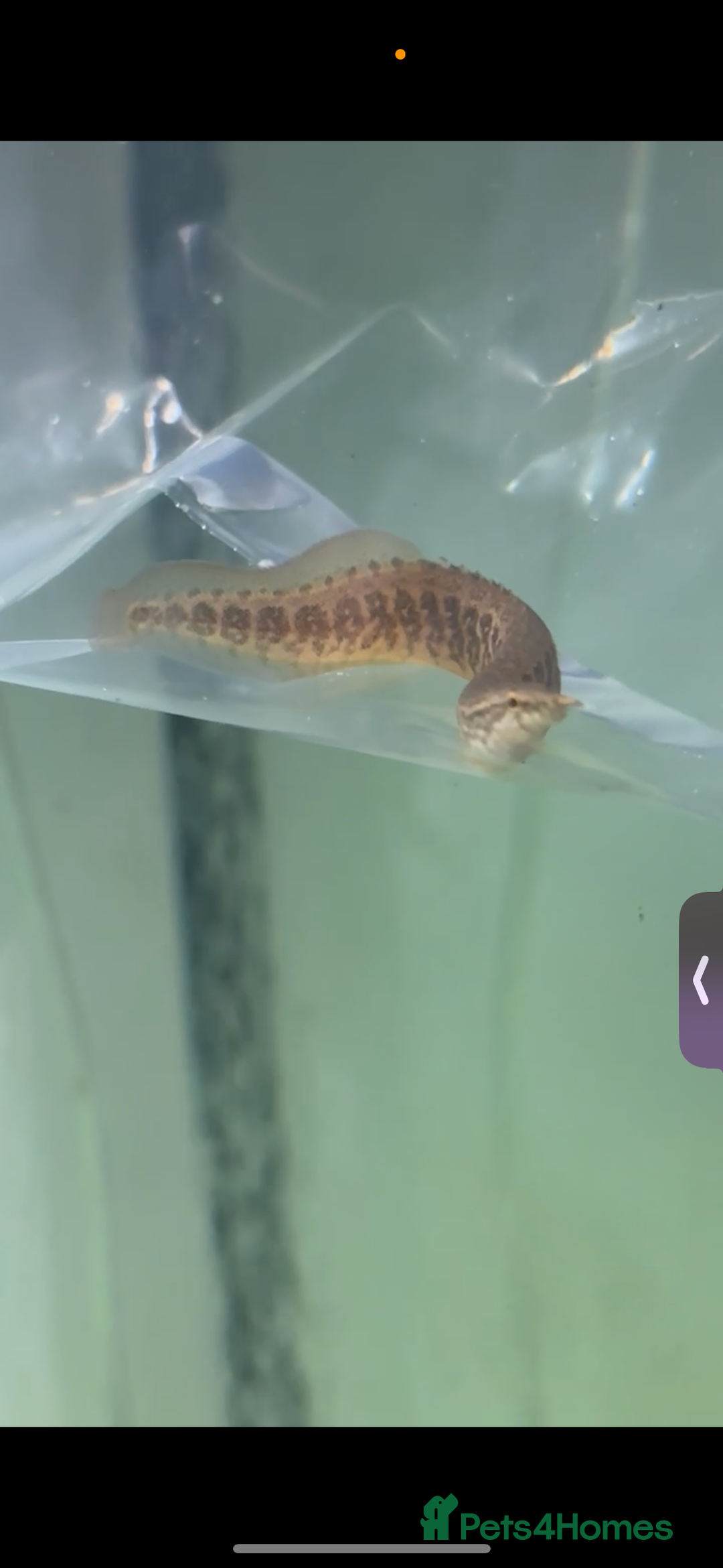Other/Mixed Breed fish for sale: juvenile tire track eel - Image 2