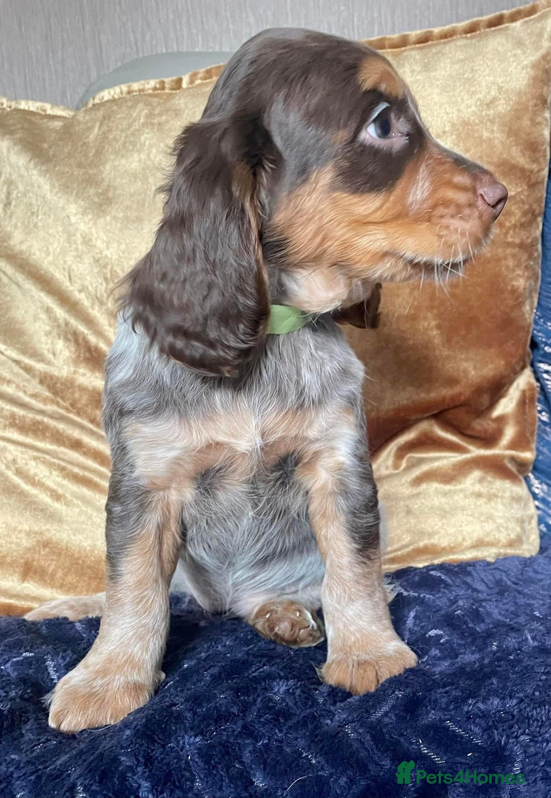 Cocker Spaniel dogs for stud: 🔥🔥WORKING ROAN COCKER STUD🔥🔥 in Gateshead - Advert 13