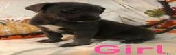 Mixed Breed dogs for sale: Rottweilerx puppy’s - Advert 10