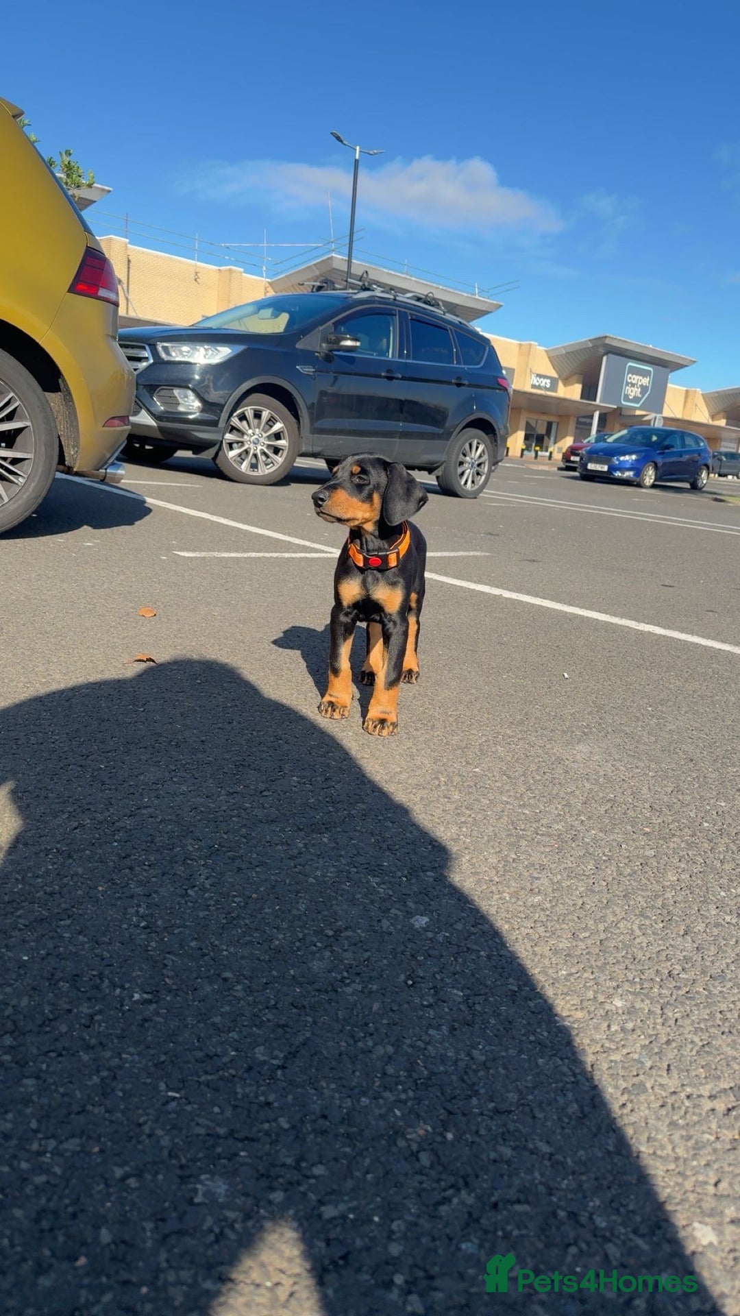 Dobermann dogs for sale: 13 week old Doberman - Image 3