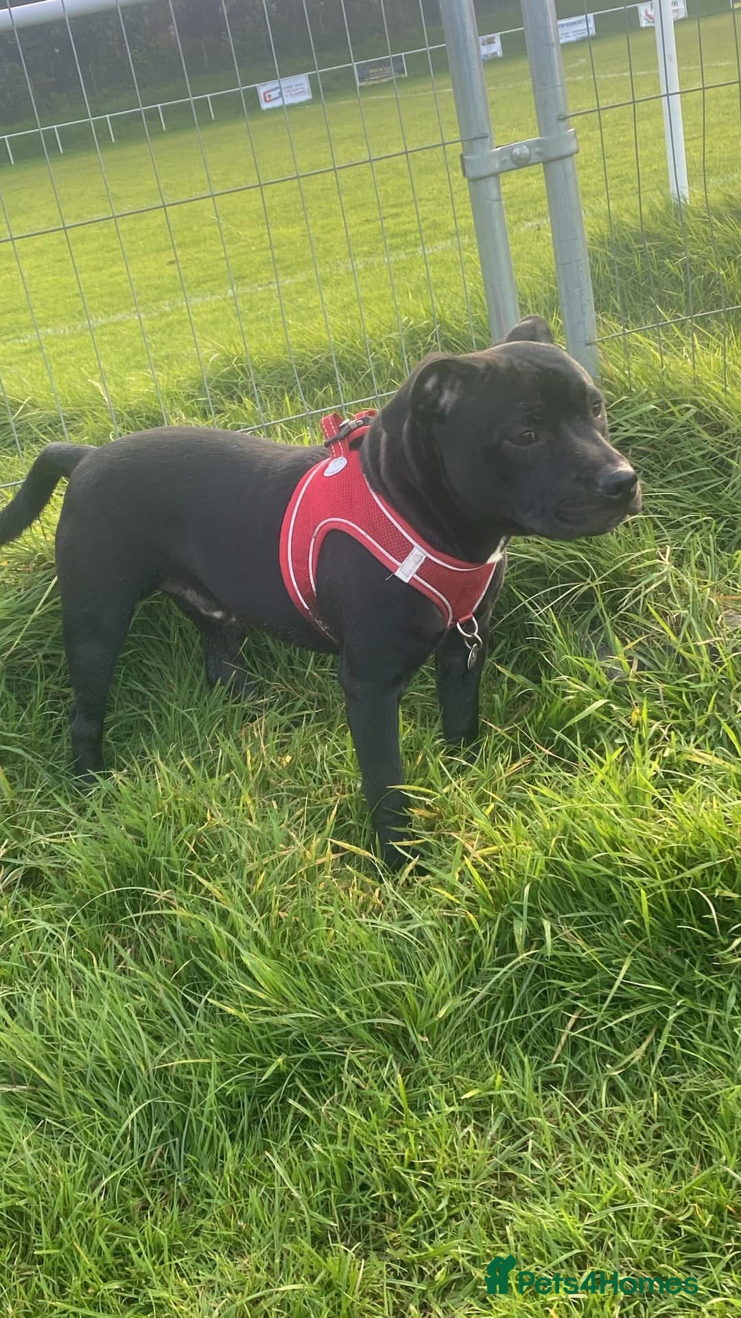 Staffordshire Bull Terrier dogs for stud: Staffordshire bull terrior - Image 4