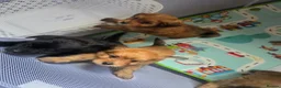 Pomapoo dogs for sale: Pomapoo puppies - Advert 9