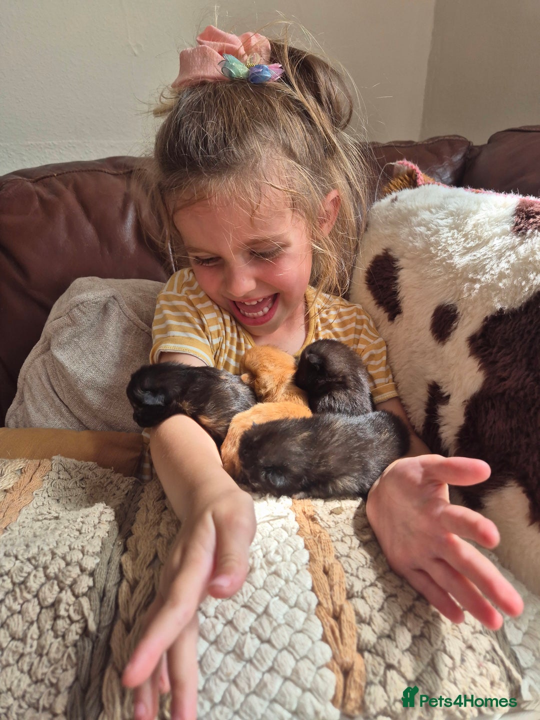 Mixed Breed cats for sale: Super friendly, fluffy kittens! 😻 - Image 10