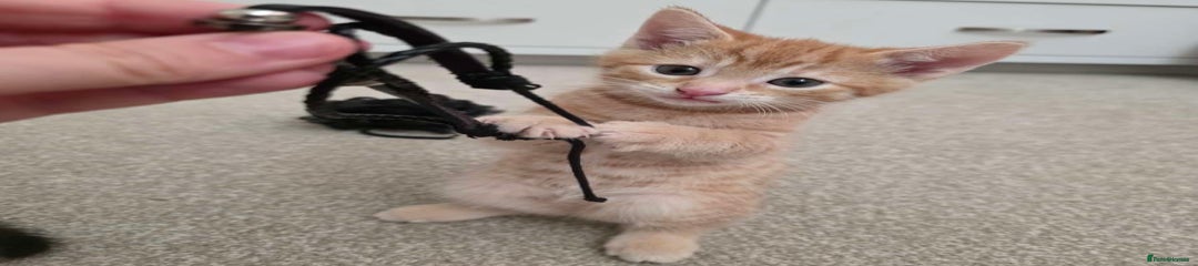 Mixed Breed Kitten 1