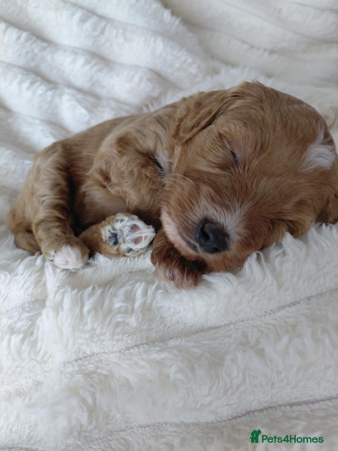 Cockapoo dogs Beautiful cockapoo puppies. - Advert 17