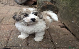 Poochon dogs for sale: Poochon pups ready now Rare colours - Image 33